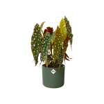 b.for soft rond 14cm blad groen